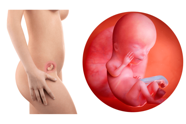 12-weken-zwanger-foetus