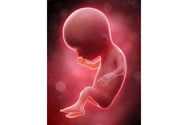 foetus-week-14-zwangerschap