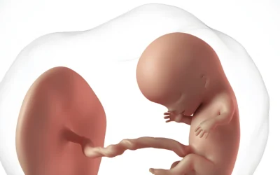Alles wat je moet weten over 12 weken zwanger zijn
